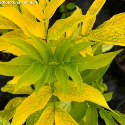 Sambucus nigra 'Aurea'