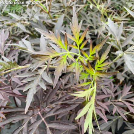 Sambucus nigra 'Black Lace'