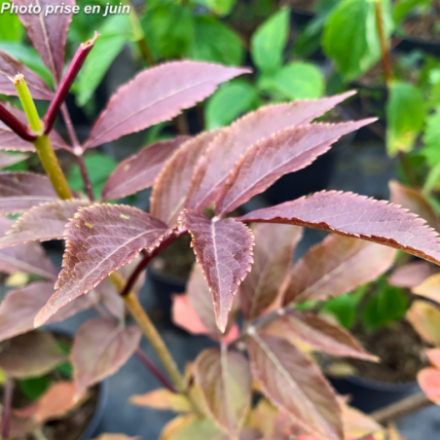 Sambucus nigra 'Purpurea'