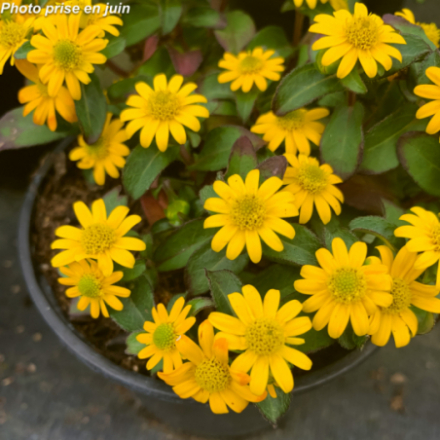 Sanvitalia procumbens - Sanvitalie