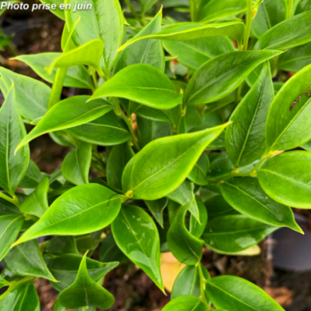 Sarcococca ruscifolia