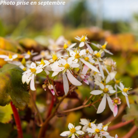 Saxifraga 'Sibyll Trelawney'