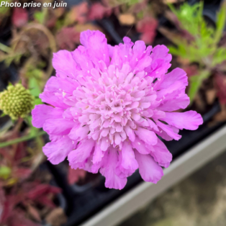 Scabiosa columbaria 'Pink Mist'