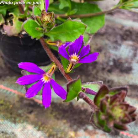 Scaevola aemula - Fleur éventail de fée