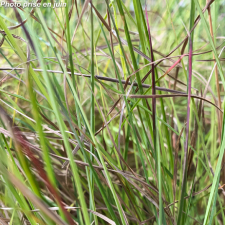 Schizachyrium scoparium 'Prairie Blues'