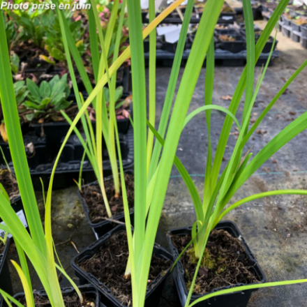 Schizostylis coccinea 'Major'