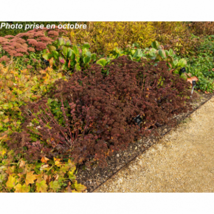 Sedum florida 'Purple Emperor'