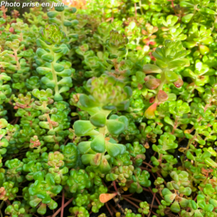 Sedum oreganum