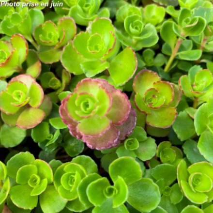Sedum spurium 'Coccineum'