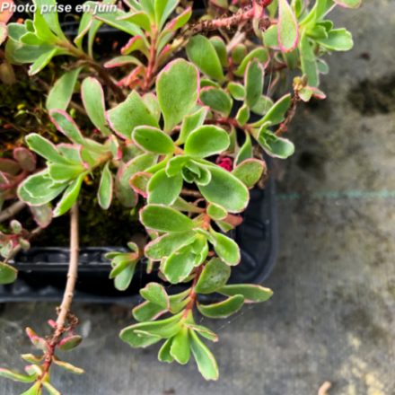 Sedum spurium 'Tricolor'
