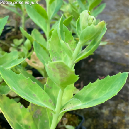 Sedum telephium 'Autumn Joy'