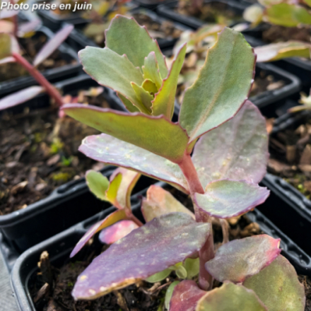 Sedum telephium 'Cherry Truffle'®