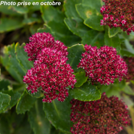 Sedum telephium 'Herbstfreude'