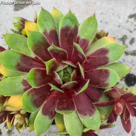 Sempervivum Chick Charms 'Giants Gold Mine'