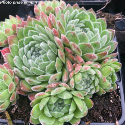 Sempervivum Chick Charms 'Sugar Shimmer'