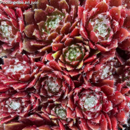 Sempervivum Chick 'Charms®Cinnamon Starburst'