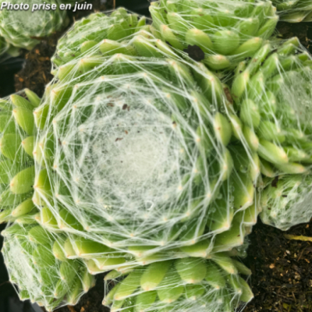 Sempervivum Chick 'Charms®Cotton Candy'