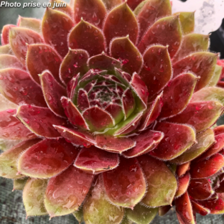 Sempervivum x 'Charms® Berry Bomb' - Joubarbe