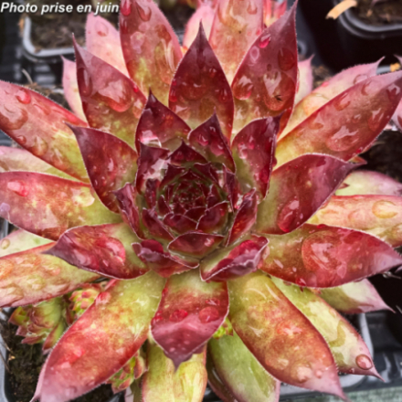 Sempervivum x 'Charms® Pineapple Paradise' - Joubarbe