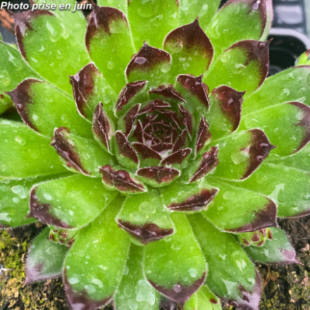 Sempervivum x 'Chick Charms® Appletini' - Joubarbe