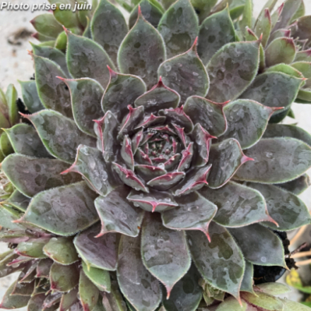 Sempervivum x 'Chick Charms  Berry Blues' - Joubarbe