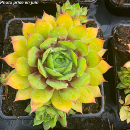 Sempervivum x 'Chick Charms Gold Nugget' - Joubarbe