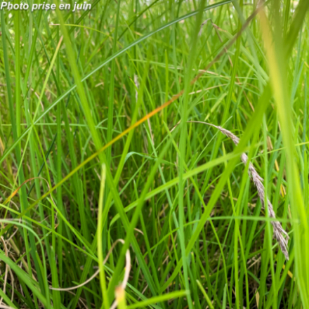 Sesleria autumnalis