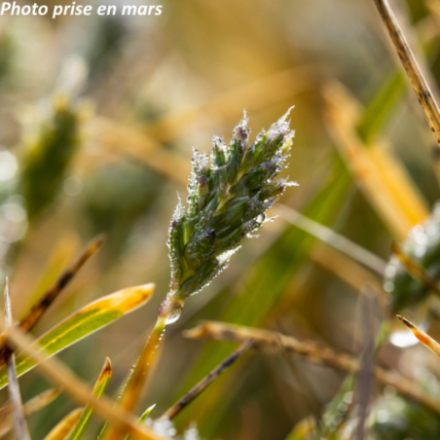 Sesleria caerulea