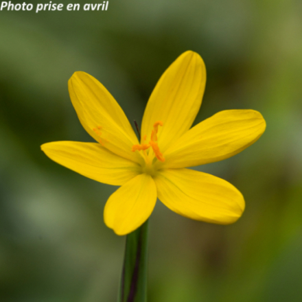 Sisyrinchium californicum
