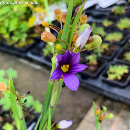 Sisyrinchium idahoense - Bermudienne