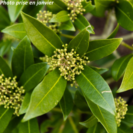 Skimmia japonica 'Fragrant Cloud' - Skimmia Du Japon