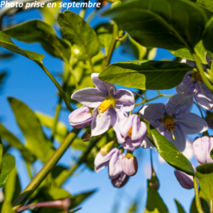 Solanum jasminoides - Morelle -Jasmin