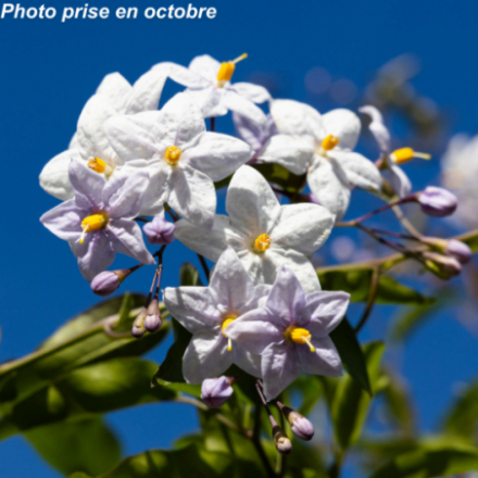 Solanum jasminoides 'Album'