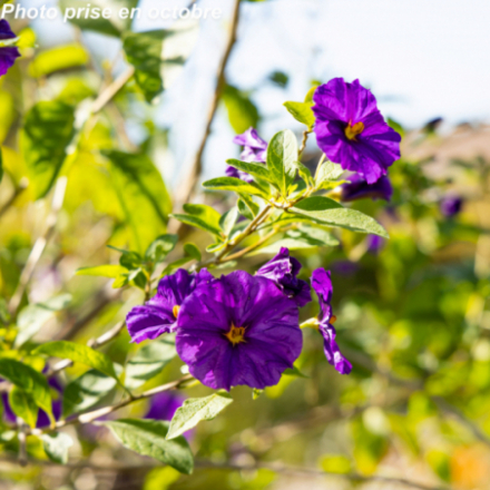 Solanum rantonetti - Arbre à gentiane