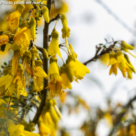Sophora microphylla 'Sun King Hilsop'