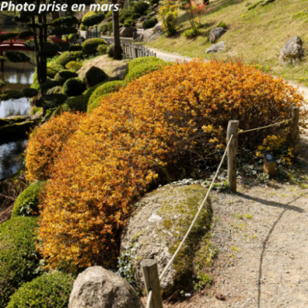 Spiraea bumalda 'Goldflame' - Spirée