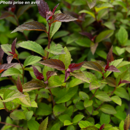 Spiraea japonica Merlo® 'Green'