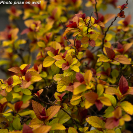 Spiraea japonica Merlo® 'Star'