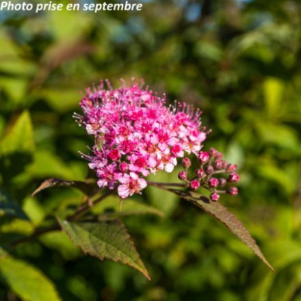 Spiraea japonica 'Shirobana'