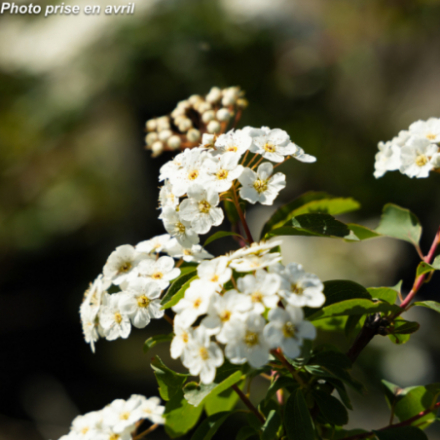 Spiraea japonica 'Vanhouttei'