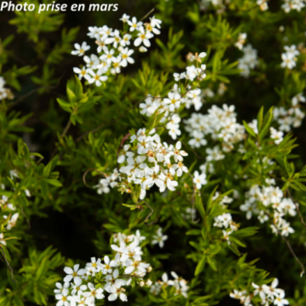 Spiraea thunbergii
