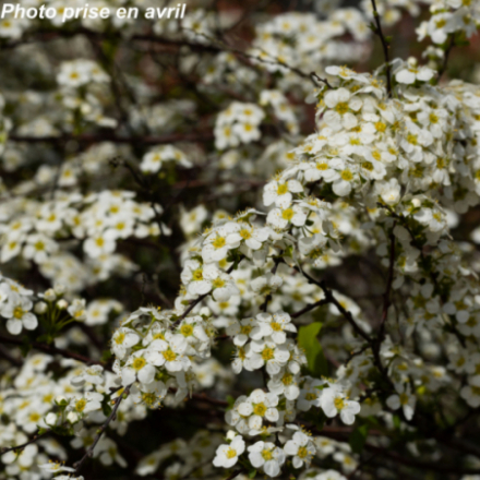 Spiraea x arguta - Spirée blanche