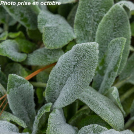 Stachys byzantina