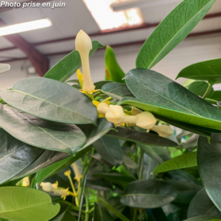 Stephanotis floribondae - Jasmin De Madagascar