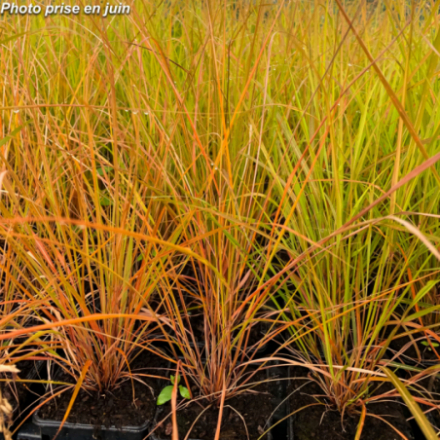 Stipa arundinacea 'Sirocco'