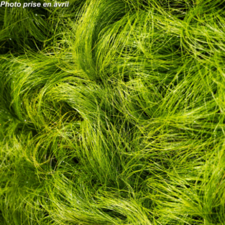 Stipa tenuissima 'Pony Tails'