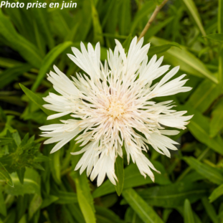 Stokesia laevis 'Alba'