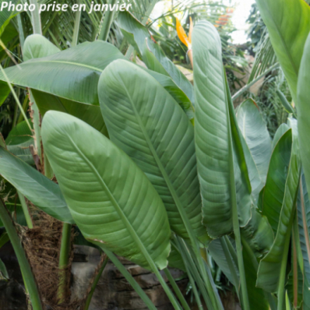 Strelitzia reginae