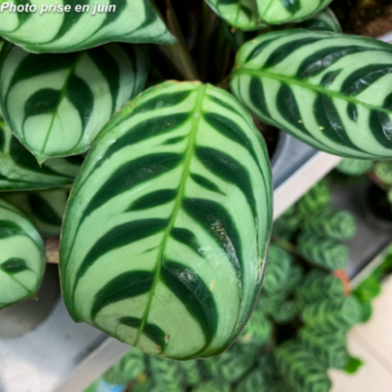 Stromanthe amabilis' - Stromanthe