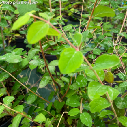 Symphoricarpos x dorenbosii 'Magic Berry'